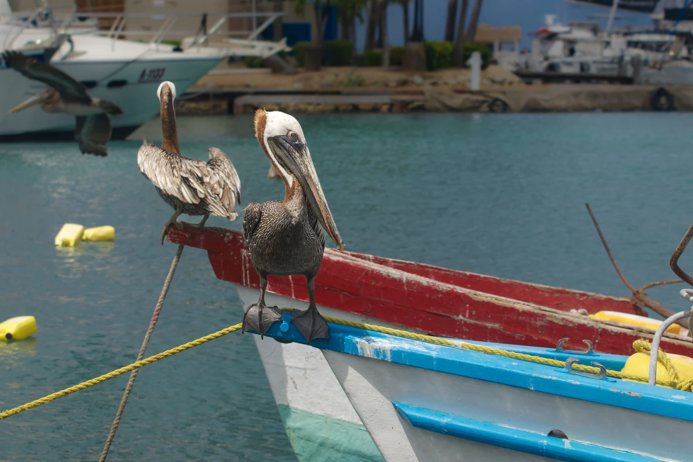 Aruba Background